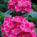 Hydrangea macrophylla 'Harlequin' fleur